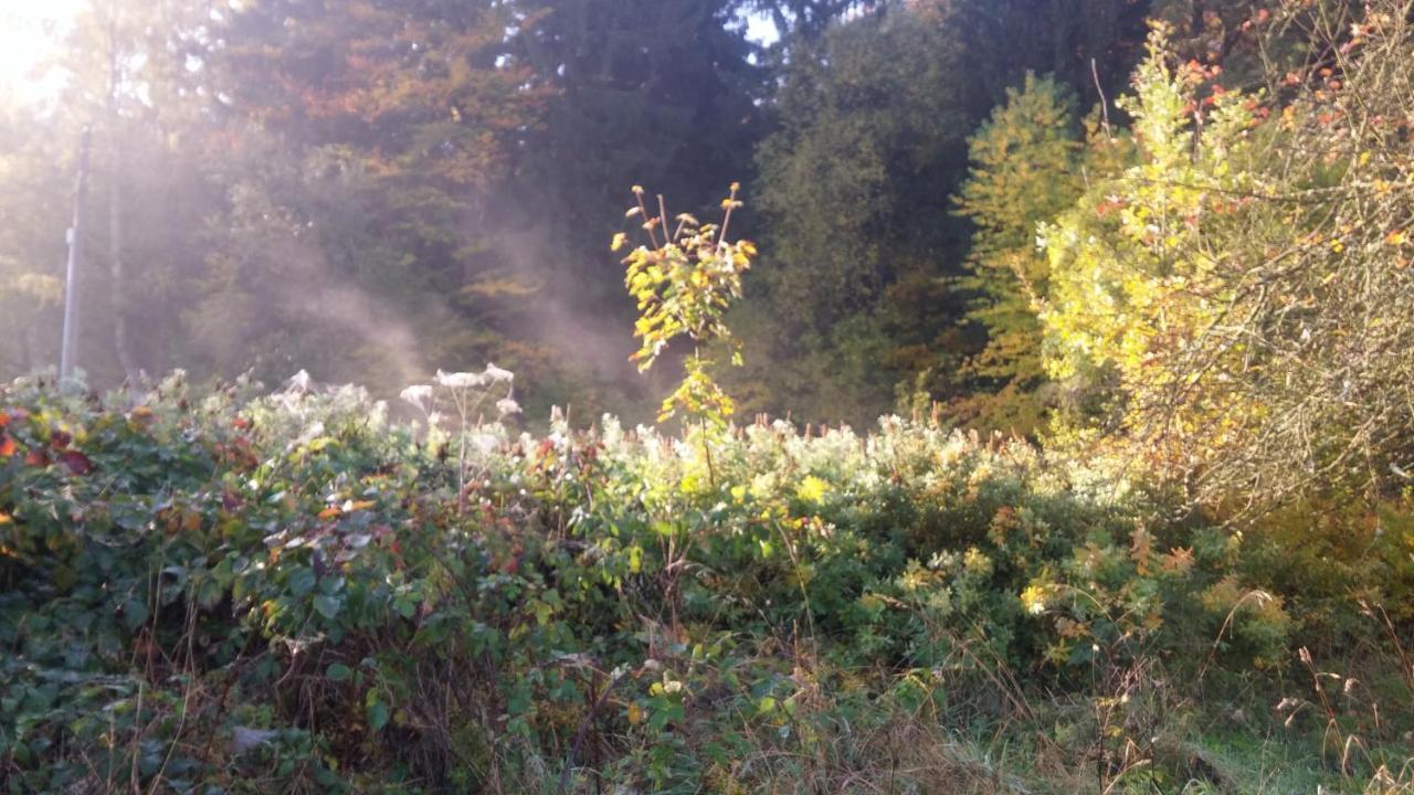 Pokoje Goscinne Art- Dworek Kudowa-Zdrój Exteriör bild